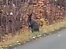 Автомобилист встретил в саратовском лесу черного кенгуру (ВИДЕО)